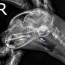 대소동물병원 이미지