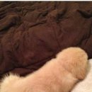 우리집 강아지 이미지