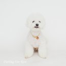 기장애견 이미지