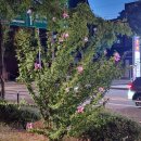 문정고등학교 문정근린공원앞 | 문정근린공원 장미 및 무궁화 등 꽃구경 가을나들이 (250921)