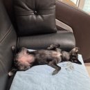 꼬또리몽 이미지