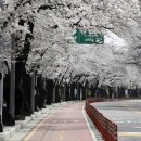벚꽃길 이미지