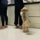 [가평] 도그버디펜션 / 그림같은 1박2일 가을여행