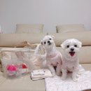 러브시티독 | 핏어팻 유기견 거리 입양제 참여기:) + 댕댕이들이 가족을 찾아요!