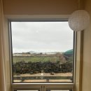 종달차경(메리골드) 이미지