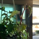 타이니젬 이미지