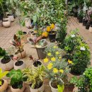 나무향기 이미지