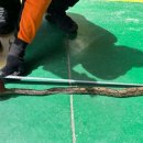 또 영주 이번엔 진짜 악어 표범 소동이어 열대 서식 비단뱀 포획 기사 이미지