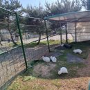 꽃지후문주차장(번영회 옆) | 태안가볼만한 곳 : 2024 태안 세계튤립꽃박람회 후기!