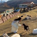 노선목장 | 몽토랑 산양목장 카페 태백 가볼만한곳