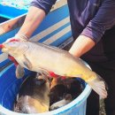 나까보까 실내낚시터 이미지