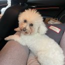 부개종합동물병원 | [동물병원] 서울종합동물병원 강아지 스케일링 후기 (추천)