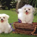 행복한 강아지 이미지