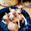 아프리카 펫센터 | 고양이 종류와 가격 완벽 가이드