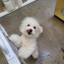 웰니스 펫뷰티 이미지