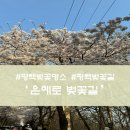 세븐일레븐 평택은혜로점 | 평택 벚꽃 명소) 은혜로 벚꽃길 방문 후기