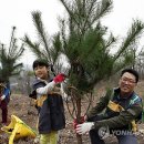 소나무푸드 이미지