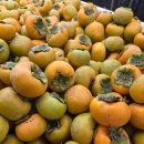 (끌어올림)저녁 노을을 담은 진영단감 명품단감 판매합니다.!!!^^ 이미지