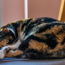 라온 동물 메디컬센터 이미지