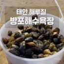 태안 아이랑 가볼만한 곳🐚 조개가 잘 나왔던 방포해수욕장 해루질 (물때·꿀팁)
