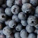 생블루베리 효능 하루 섭취량 보관법 눈에 좋은 열매 이미지