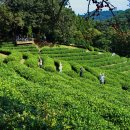 녹차농원 이미지
