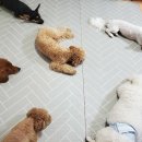 펫더가든 이미지