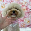 고려 애견 미용실 이미지