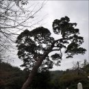 장천재주차장(남) | 100대명산 여든세번째-천관산(724m)