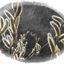 멋내는 강아지 이미지