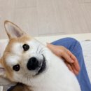 보양죽 | [시바견] 내돈내산🩵'힐스 GI 바이옴' 사료, 복날 닭가슴살 단호박 보양죽 만든 후기