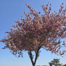 서생포 왜성에서 허균과 사명당 유정을 추억하다. 이미지