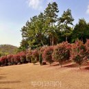 붉은산다화 이미지