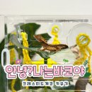 [공지] 크레스티드 게코 키우게 된 썰 (feat.분양정보 및 사육준비물)