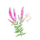 수원-0356 이미지