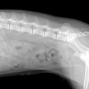 마송 동물병원 이미지