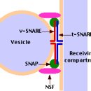 Golgi Apparatus(골지체) 이미지