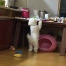 파피포우 네이버블로그