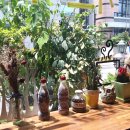 카르디아 이미지