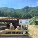 토끼골한우농장 | 춘천 아이랑 가볼만한곳, 7만평 규모 동물농장 먹이주기 체험 가능한 해피총원목장❤️