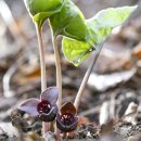 족도리풀 [Asarum sieboldii Miq.] 이미지