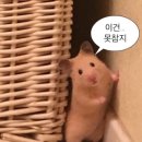 망고식당 이미지