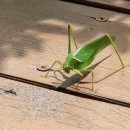 수예리오토캠핑장 이미지