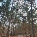 서천 희리산 해송 국립 자연휴양림 아침산책