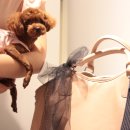 VIP Dog 이미지