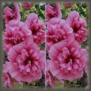 고을식당 이미지