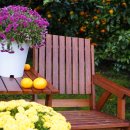 스파벨리스 이미지