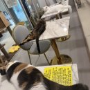 아가마미 고양이카페 이미지