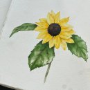 성인수채화 | 여름 해바라기 보라툴립 성인수채화 수업후기