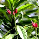 레드시크릿 이미지